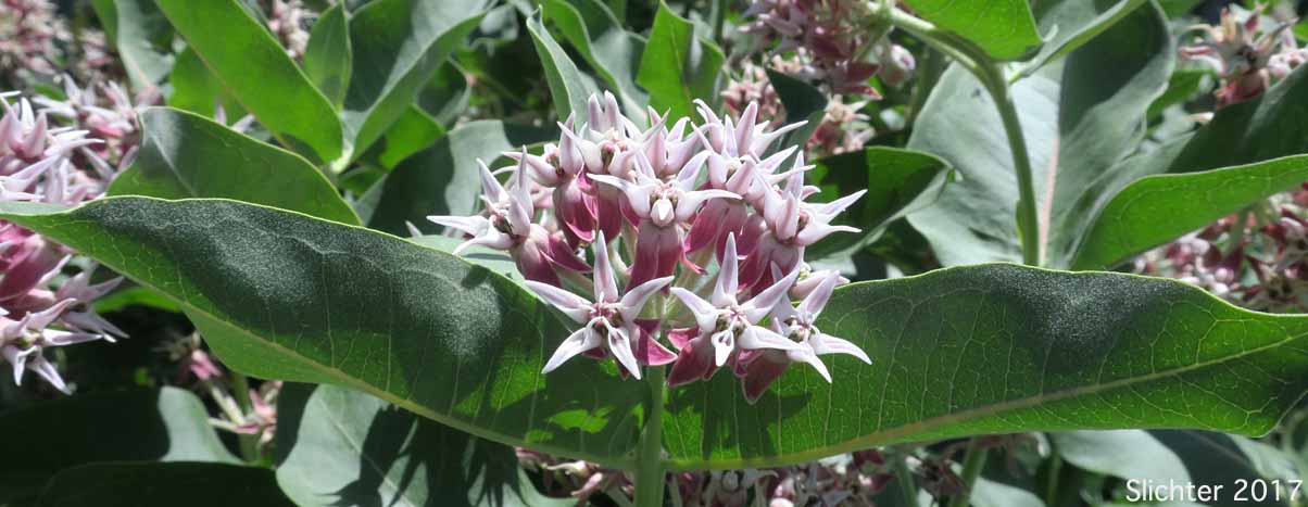 Showy Milkweed, Greek Milkweed: Asclepias speciosa (Synonym: Asclepias giffordii)